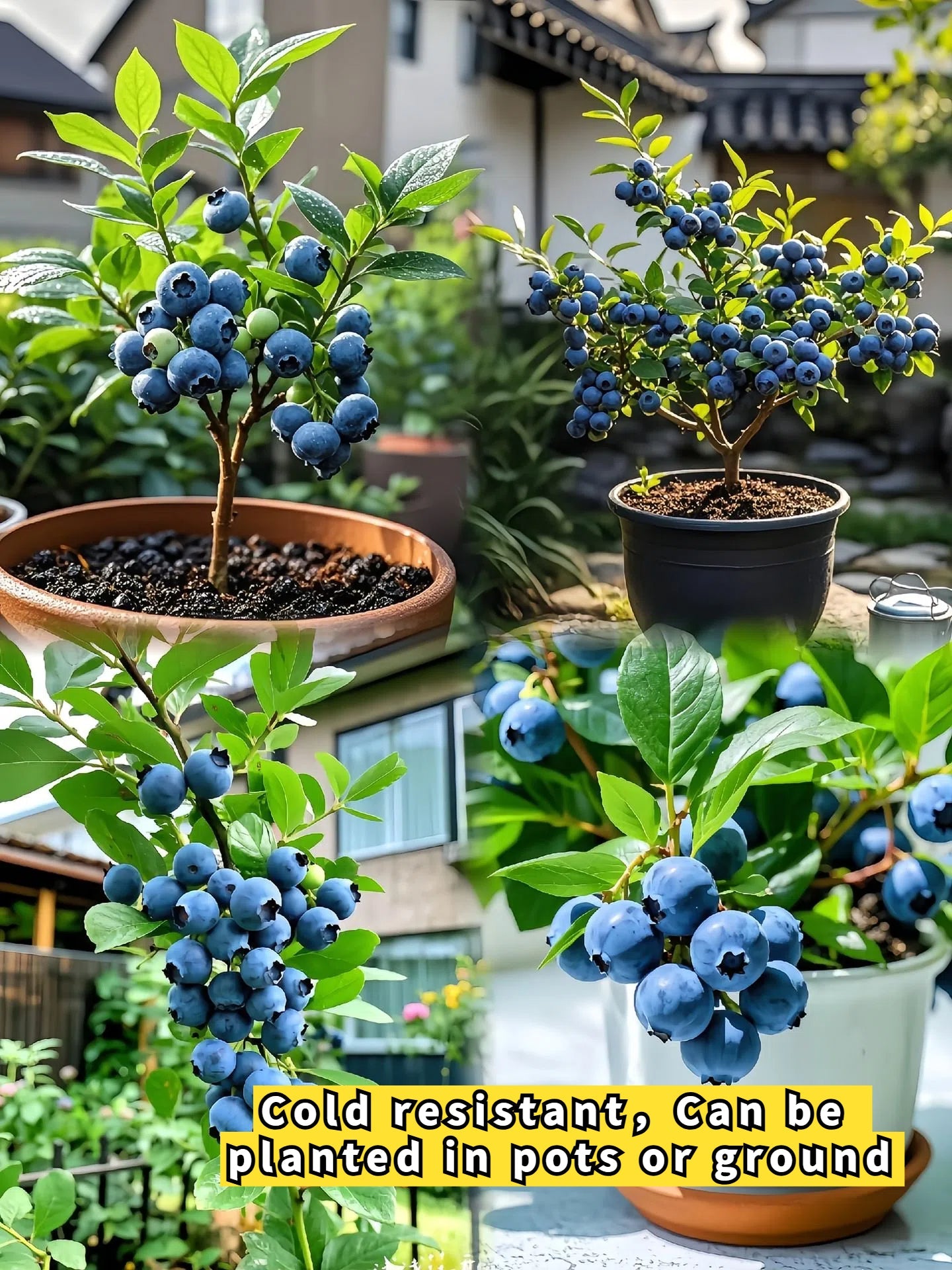 King of Berries - Giant Blueberry Fruit Seeds - Four Seasons Plants