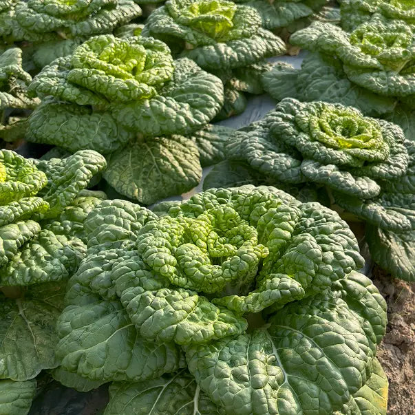WuTat Choy: Vitamin dish
