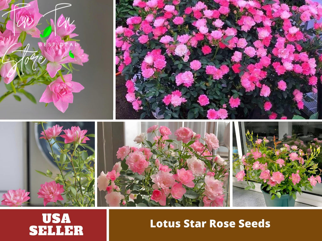 🌸Lotus Star Rose Seeds: Blooming All Year. Bringing Continuous Good Fortune🌸