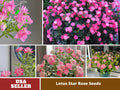🌸Lotus Star Rose Seeds: Blooming All Year. Bringing Continuous Good Fortune🌸