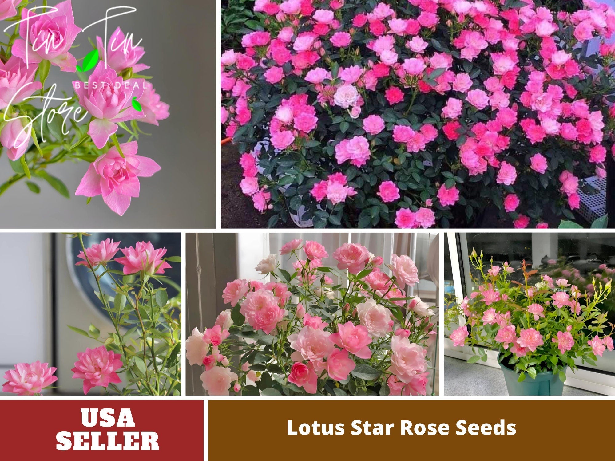 🌸Lotus Star Rose Seeds: Blooming All Year. Bringing Continuous Good Fortune🌸