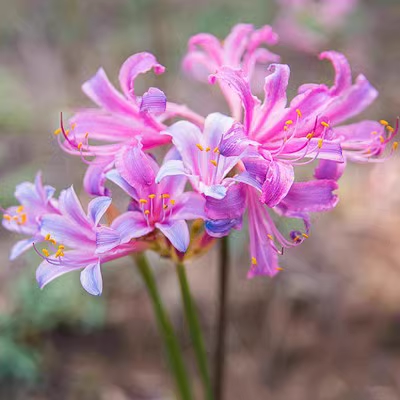 Spider Lily Bulbs-Multicolor🌈