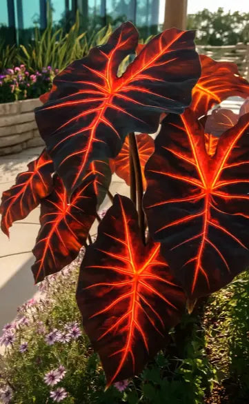 🌿 Rainbow Rare Hosta Flower Seeds🎁2025 Special Offer
