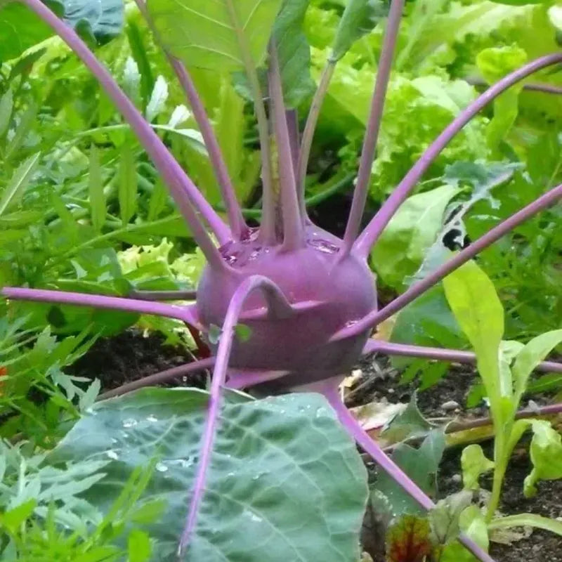 Purple Kohlrabi Seeds (Organic)
