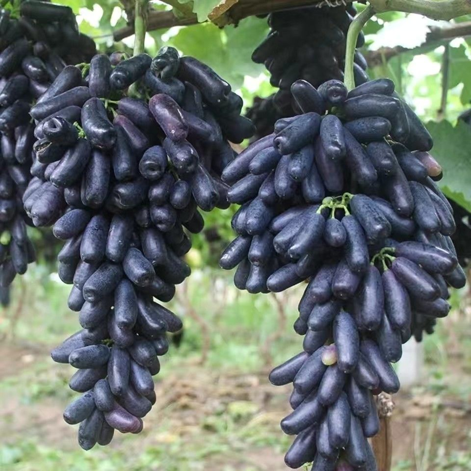 Sapphire Grapes Seeds