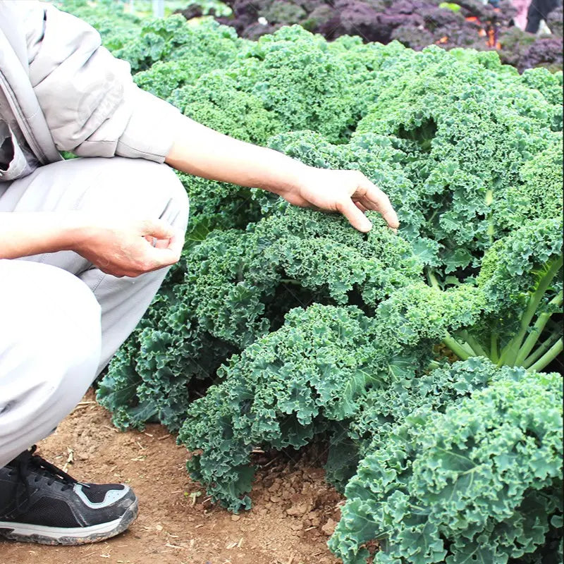 Kale Seeds