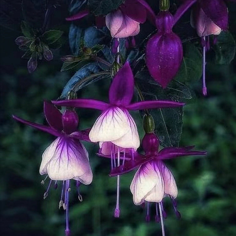 Fuchsia Seeds - Lantern flower