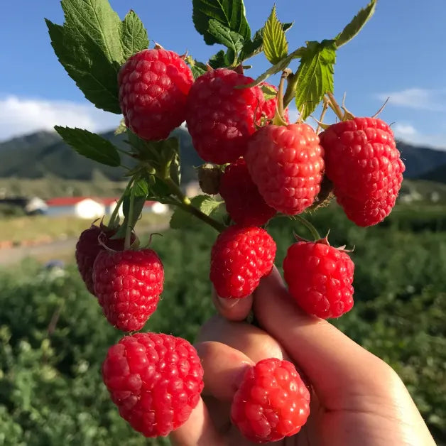 🍓Everbearing Raspberry Organic Natural Seeds