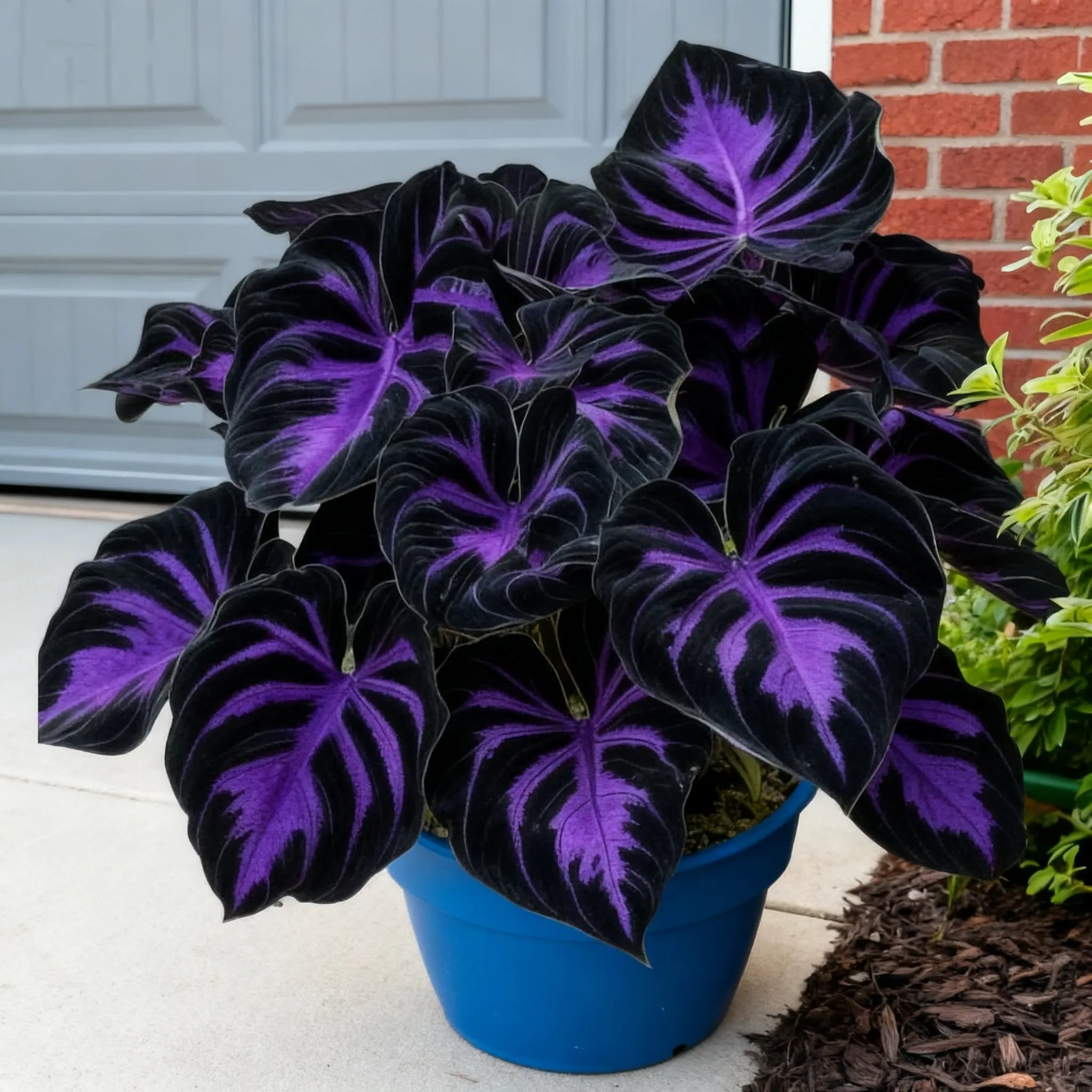 🌈🔥 Limited Edition Rainbow Flame Hostas -Rare Multicolor Foliage. Exclusive to Our Store 🌸