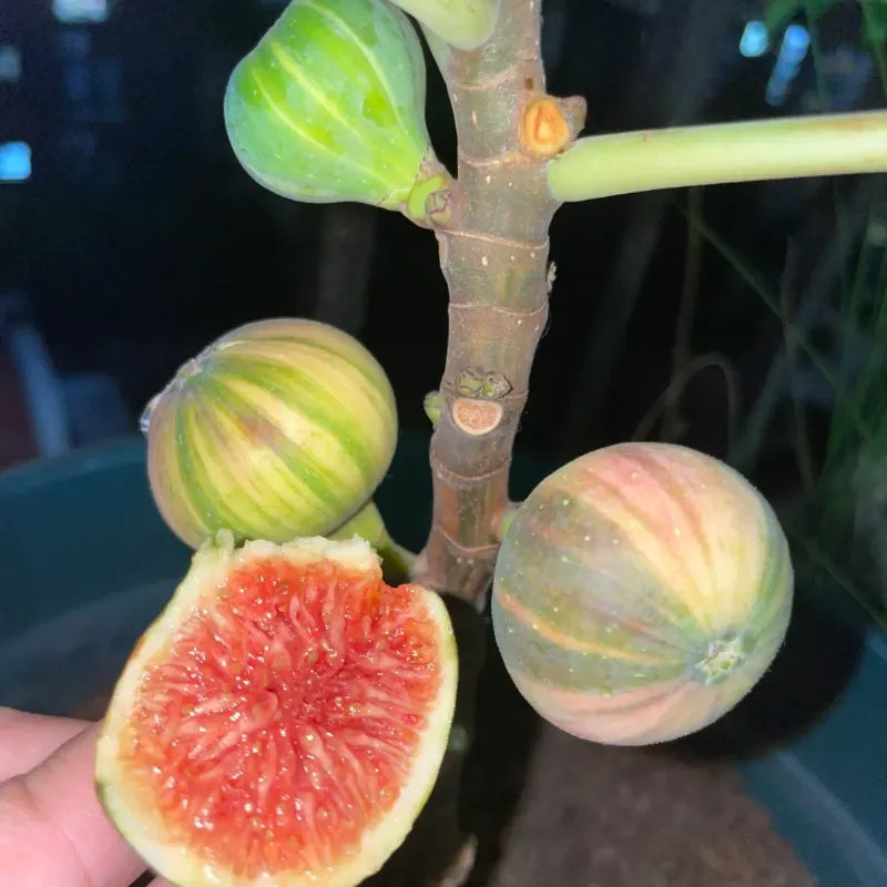 🌈Rainbow Figs (BNR Figs) – Pretty And Delicious