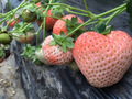 🍓 Peach-Smoked Strawberry Seeds