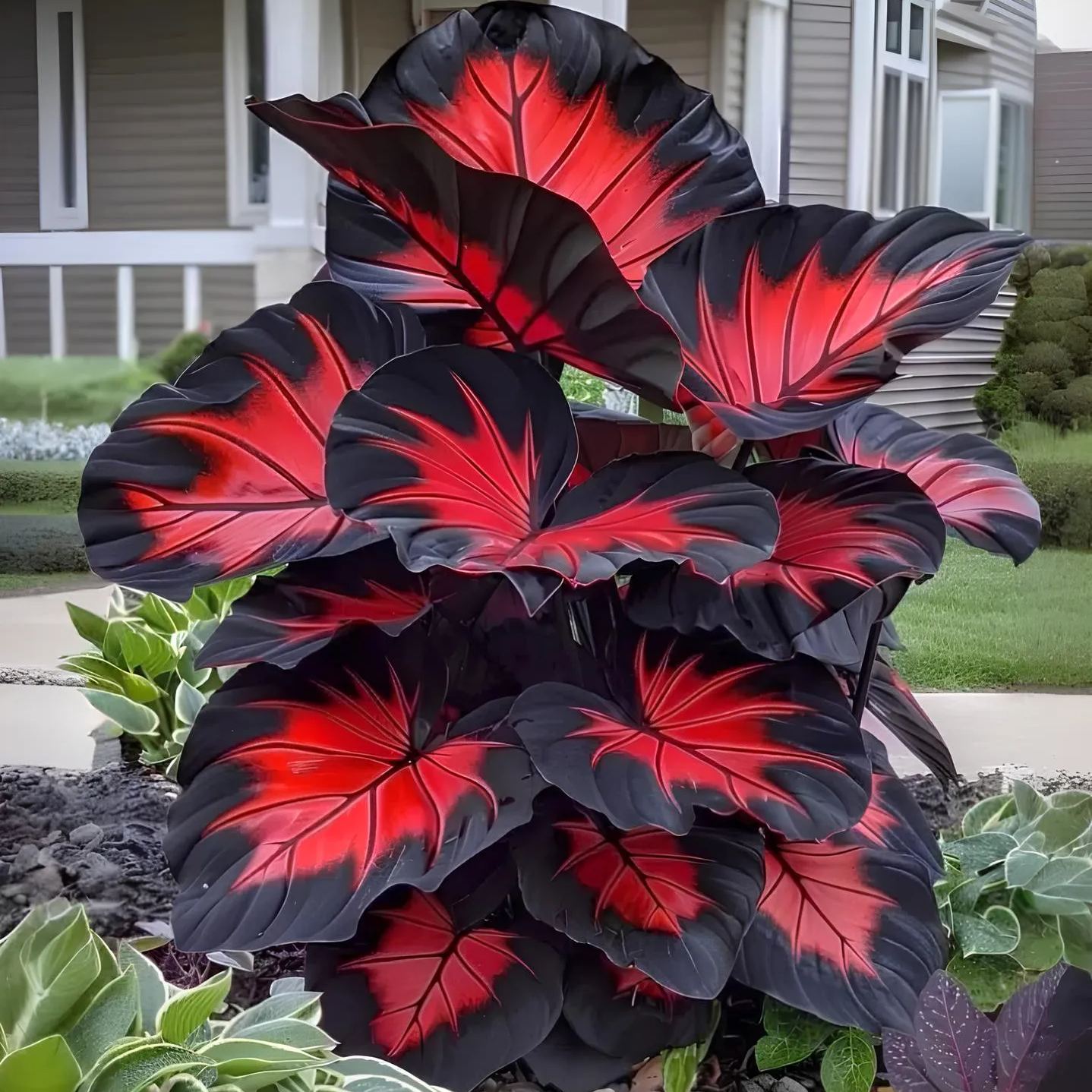 🌈 Giant Caladium Bulbs 🎊The color wizard that creates a dream garden 🌿✨