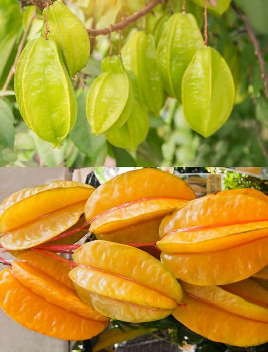 ⭐Sweet Starfruit Seeds-Four Seasons Potted