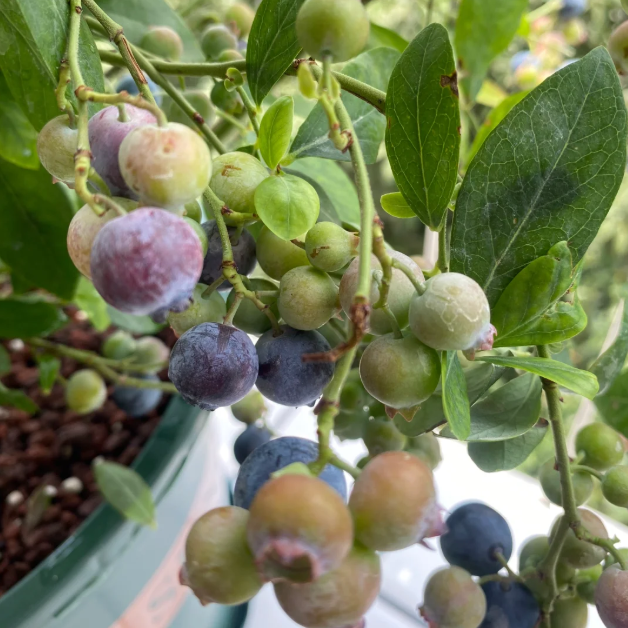 🫐 Sweet Ice Blueberry - Year-Round Harvest - Home Potted Plant - Balcony Backyard