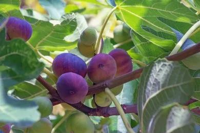 Fig Tree Seeds (Ficus carica). Sweet Fruit Shrub