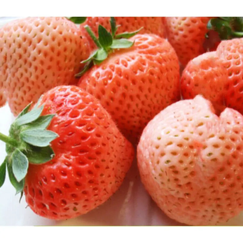 🍓 Peach-Smoked Strawberry Seeds
