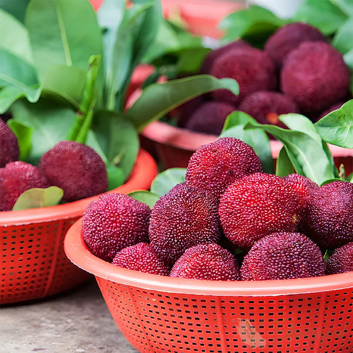 Himalayan Crystal White Bayberry Seeds