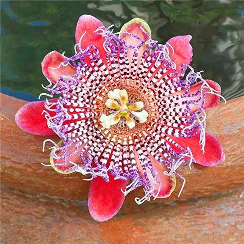 Egrow 50Pcs/Pack Passion Flower Seeds Garden Rare Passiflora Incarnata Fruit Plants Seeds