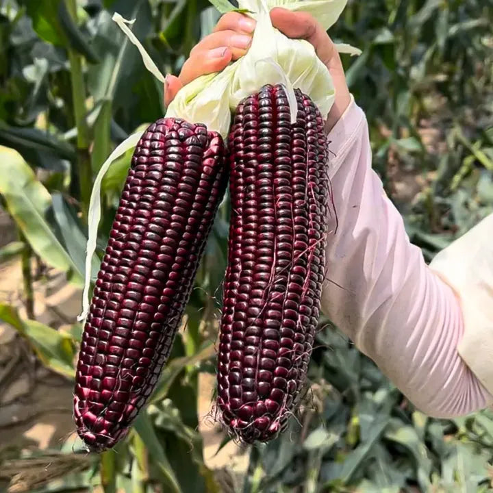 Gem Corn Seeds for Home Vegetable Gardens