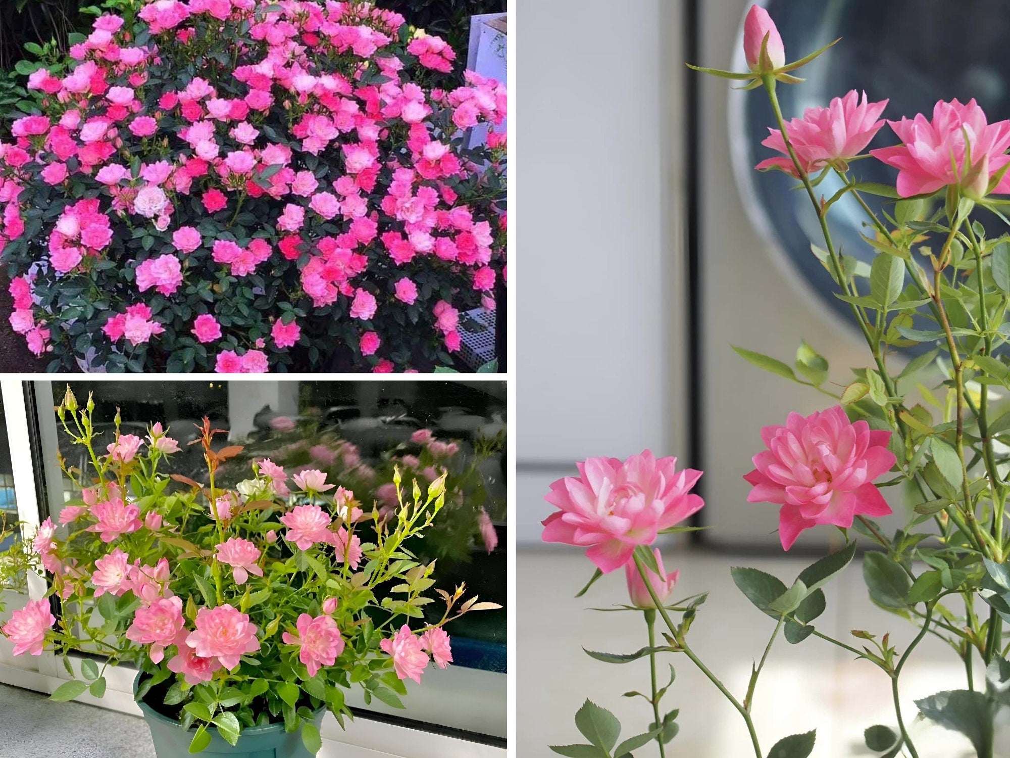 🌸Lotus Star Rose Seeds: Blooming All Year. Bringing Continuous Good Fortune🌸