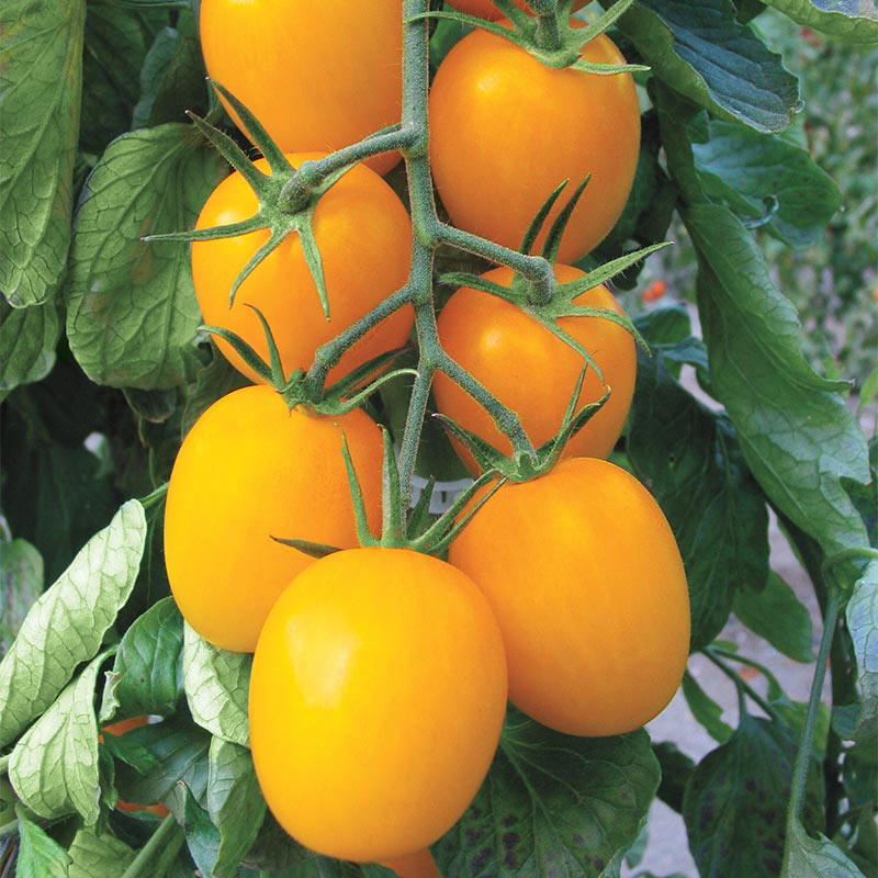 Waterfall Tomato Seeds