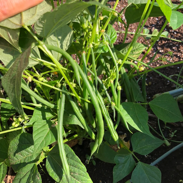 🫛Bush Beans – Ready to Harvest in Just 30 Days!