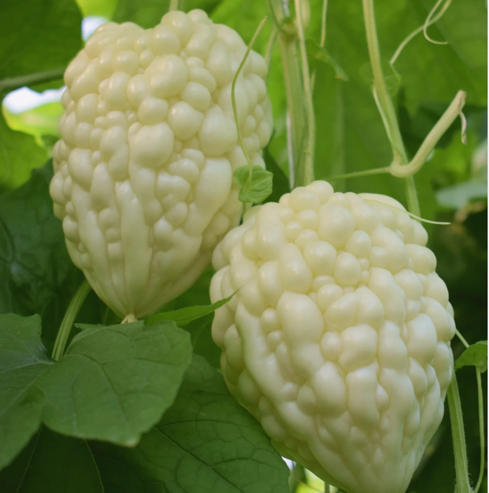 🥰The Latest Non-GMO Variety: Apple Bitter Melon — Nutrition and Flavor