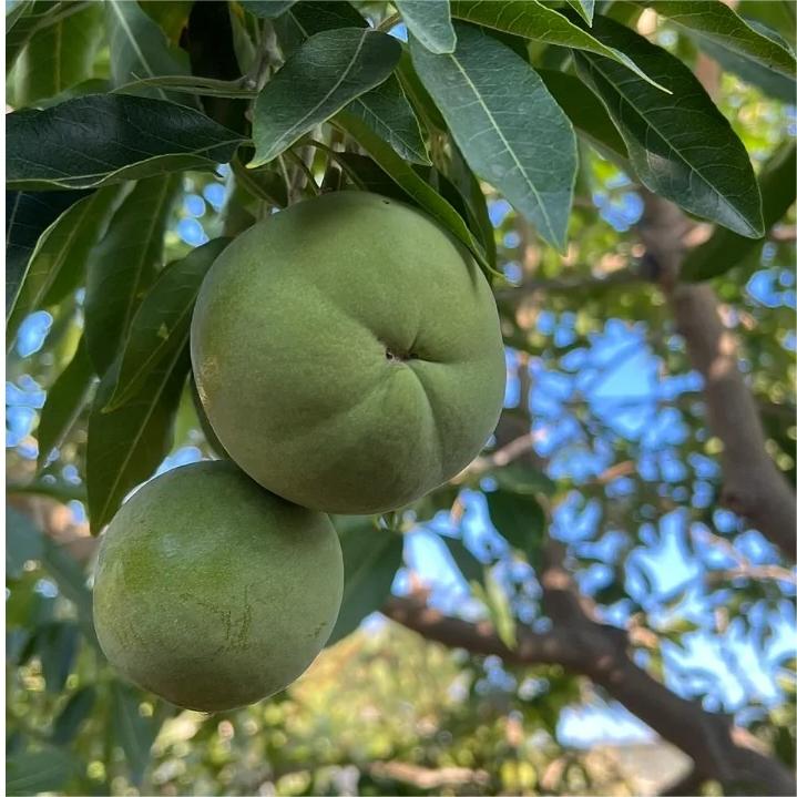 🍨 Ice Cream Fruit – White Persimmon 🍃Seeds