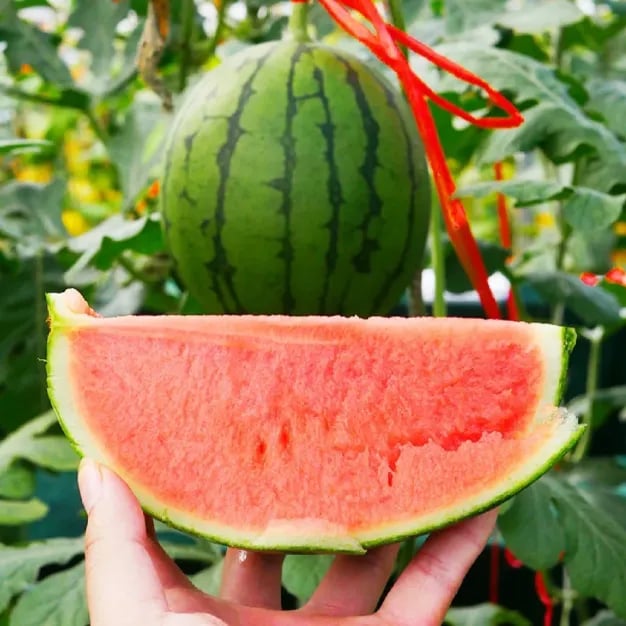 🔥⏰Last Day 70%OFF - 🍉Lazy Man's Watermelon Seeds