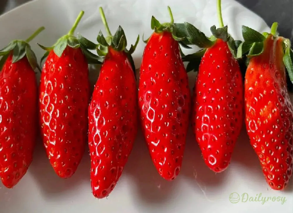 🍓Chili Strawberry Seeds – Easy Growing. Sweet Harvests
