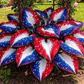 🔥Celebrate America's 250th 🌱Premium Rare Hosta Seeds🌿Shade-Tolerant Plant