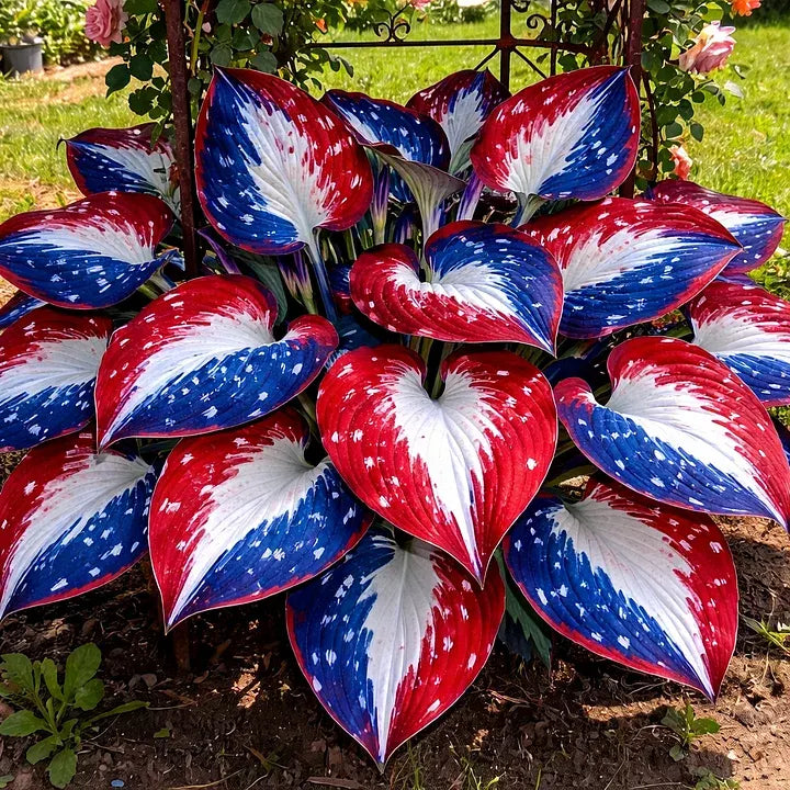 🔥Celebrate America's 250th 🌱Premium Rare Hosta Seeds🌿Shade-Tolerant Plant