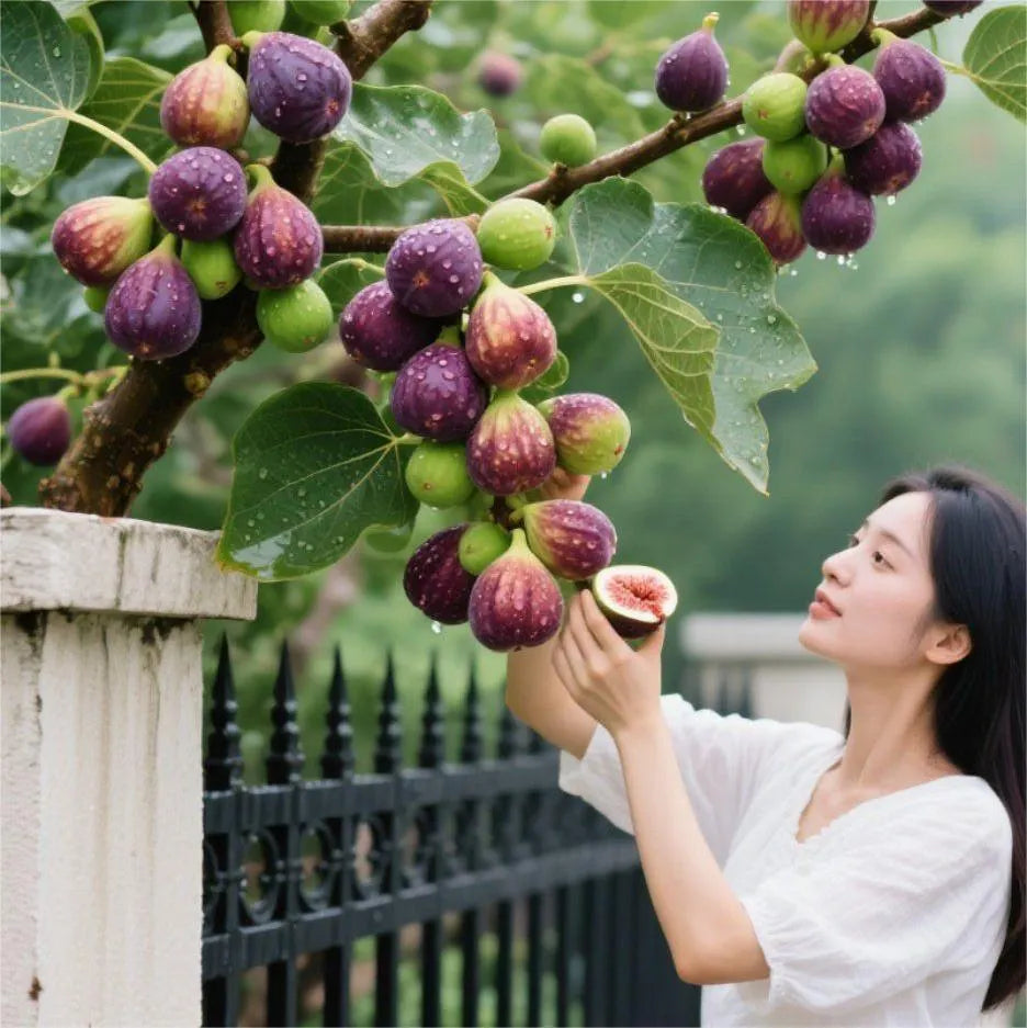 SweetHarvest Fig Seeds