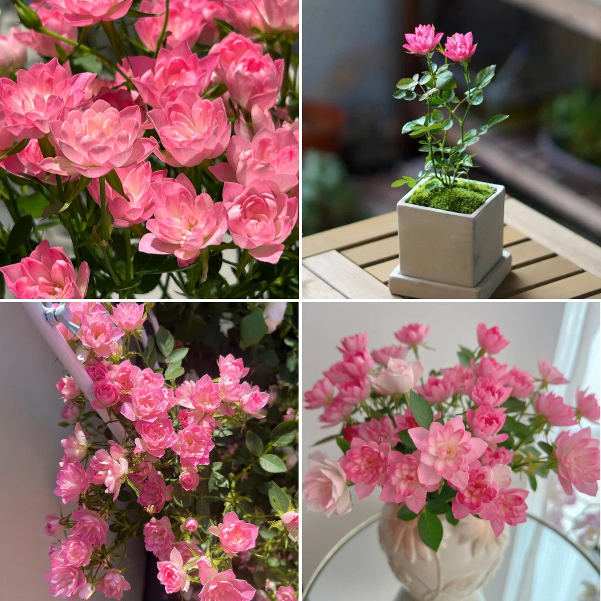 🌸Lotus Star Rose Seeds: Blooming All Year. Bringing Continuous Good Fortune🌸