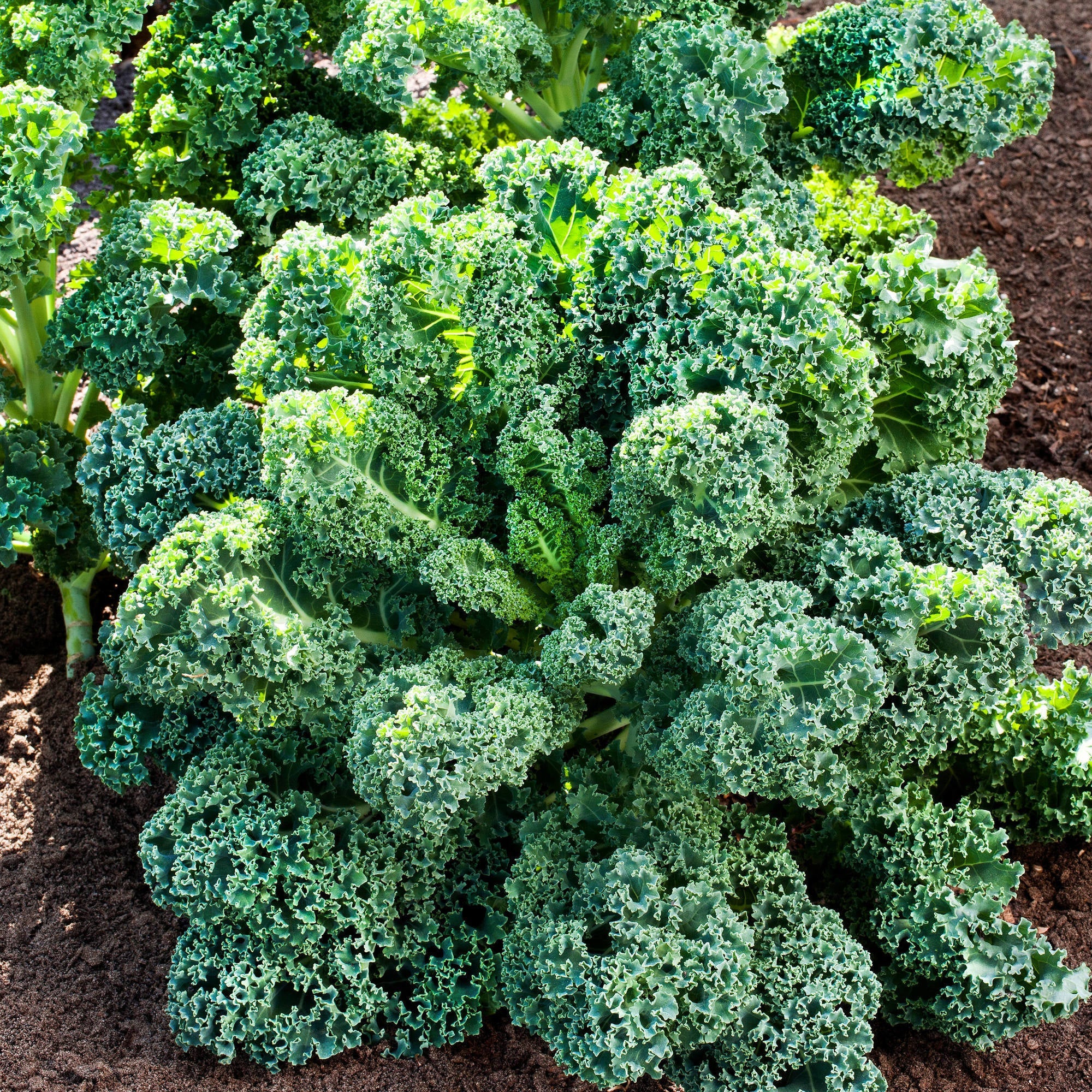 Kale Seeds