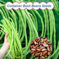 🫘Container Bush Beans Mascotte