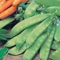 Mangetout Peas: A Garden Delight