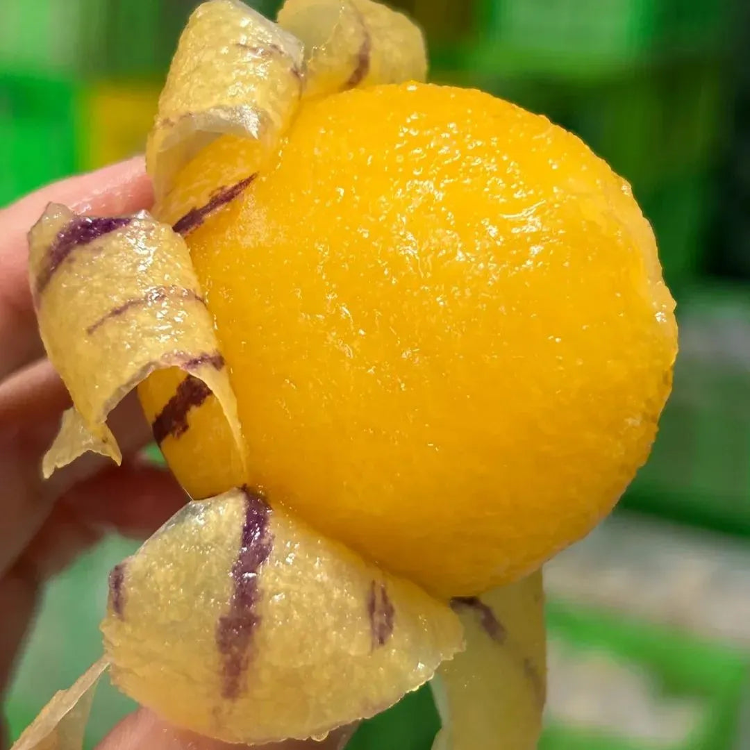 Ginseng Fruit Seeds