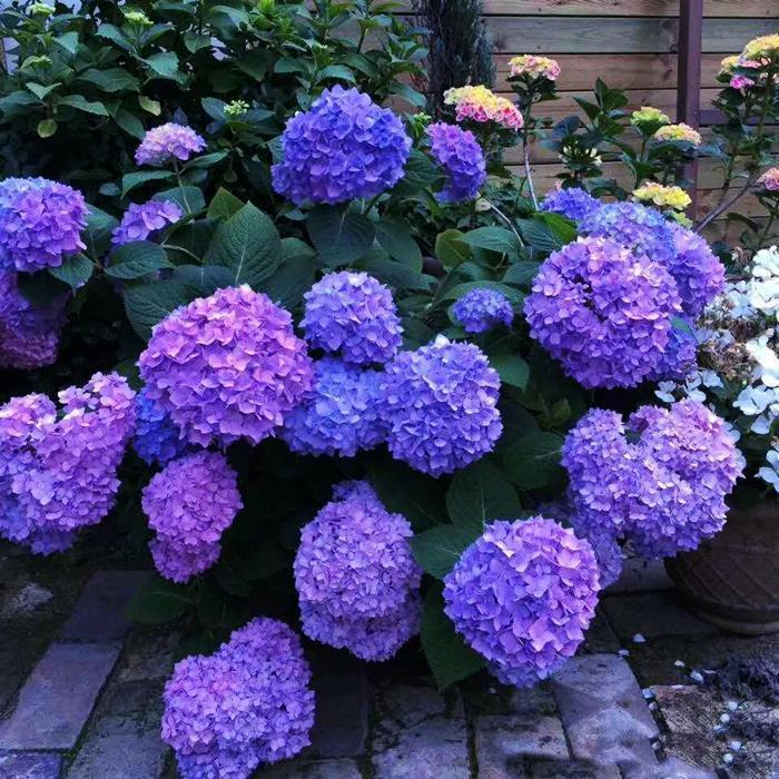 🔥 Limited Edition! Red. White & Blue Hydrangeas for America's 250th 🇺🇸