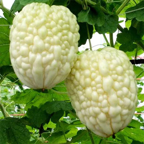 Apple Balsam Pear Seeds