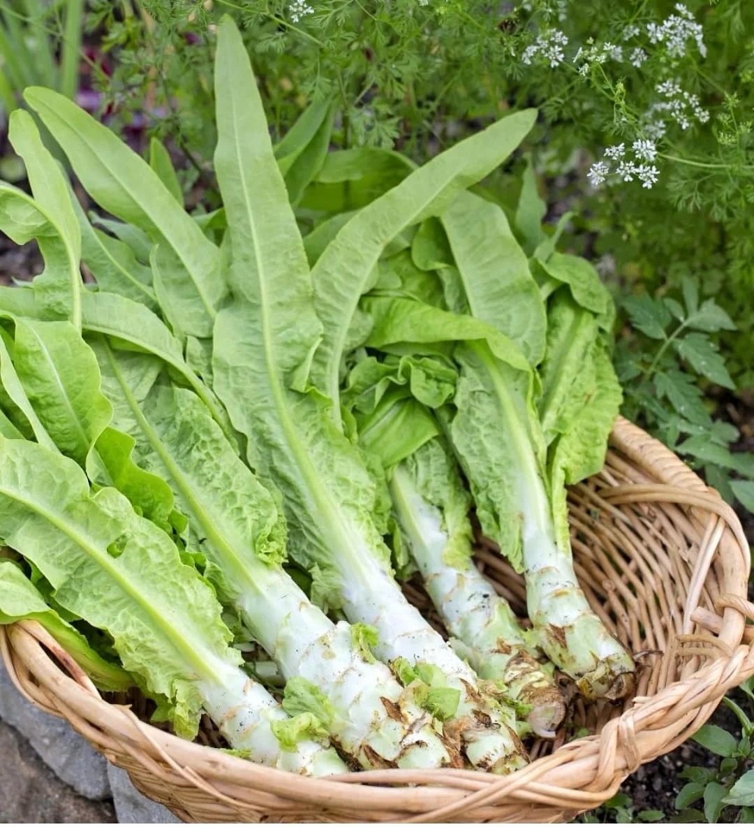 Lettuce Seeds Family Gourmet