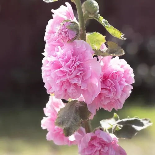 🏆 50K+ SOLD!🌺Double Hollyhock Seeds – Fall & Winter Planting. Perennial Blooms & Stunning Garden Elegance 🍂