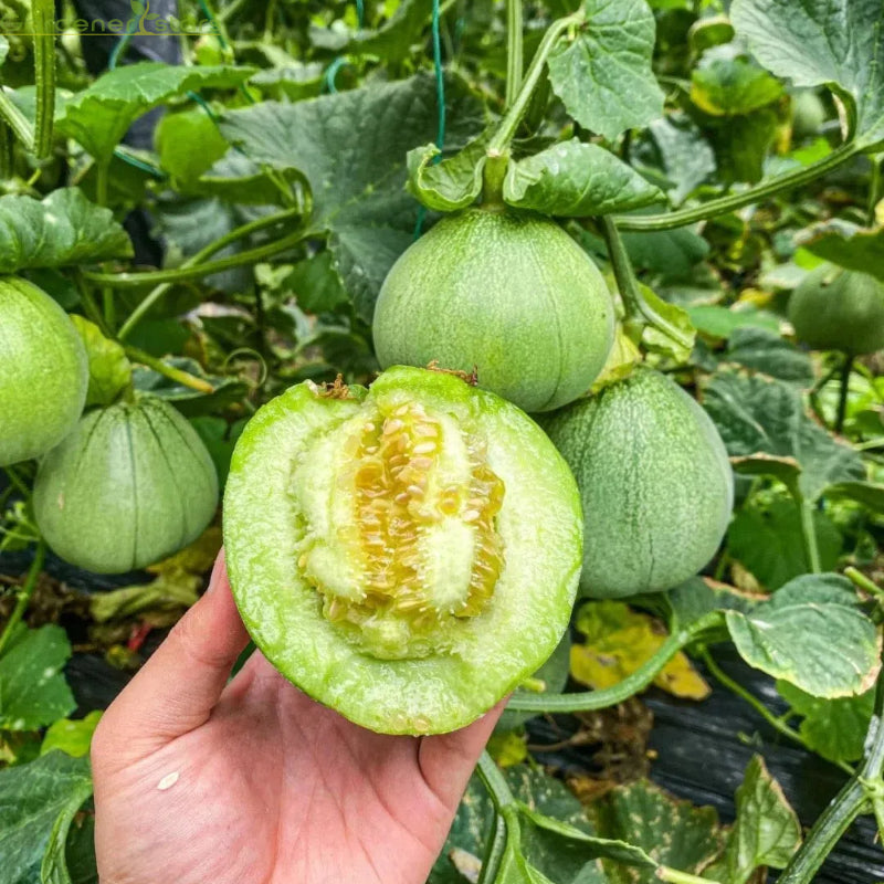 Emerald Melon Seeds