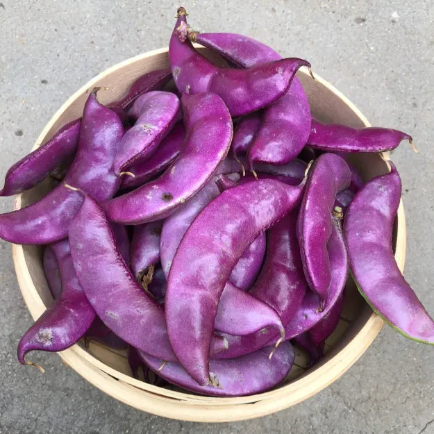 🫘Purple Gem Lentil