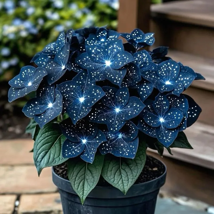 🌟Midnight blue Hosta-A Radiant Addition to Your Home! 🌟