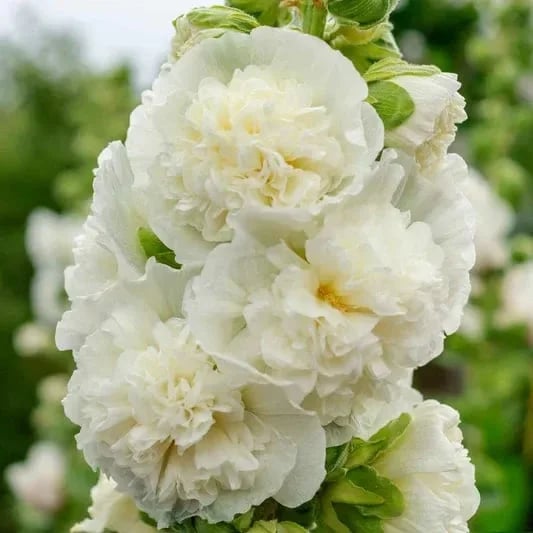 🏆 50K+ SOLD!🌺Double Hollyhock Seeds – Fall & Winter Planting. Perennial Blooms & Stunning Garden Elegance 🍂