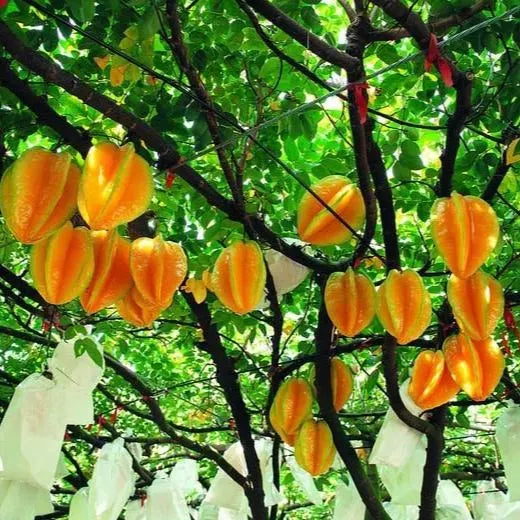 ⭐Sweet Starfruit Seeds-Four Seasons Potted