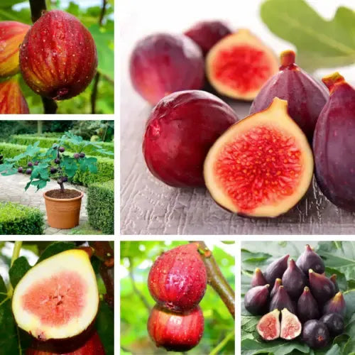 Fig Tree Seeds (Ficus carica). Sweet Fruit Shrub