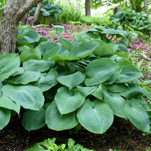 🪴Premium Hosta Seeds for Lush Shade Gardens