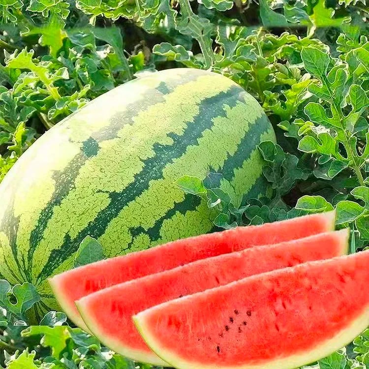 🔥⏰Last Day 70%OFF - 🍉Lazy Man's Watermelon Seeds